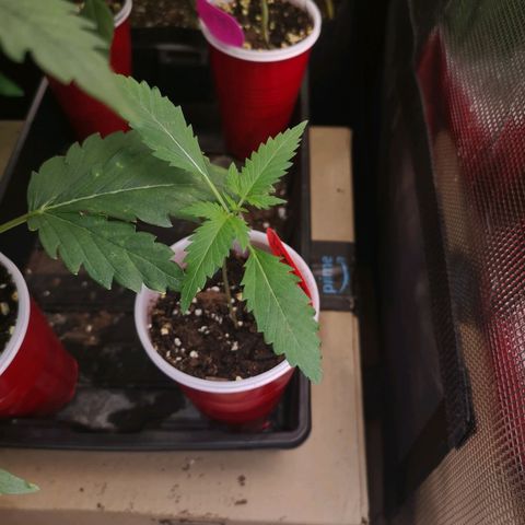 Tropicanna poison fast growlog timeline photo