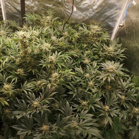 Pluto auto growlog timeline photo
