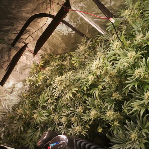 Pluto auto growlog timeline photo