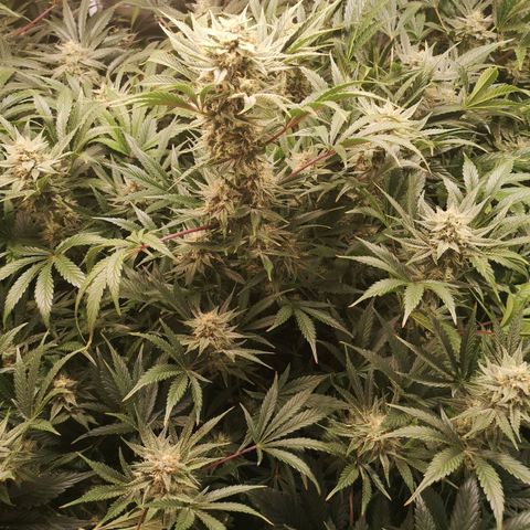 Pluto auto growlog timeline photo