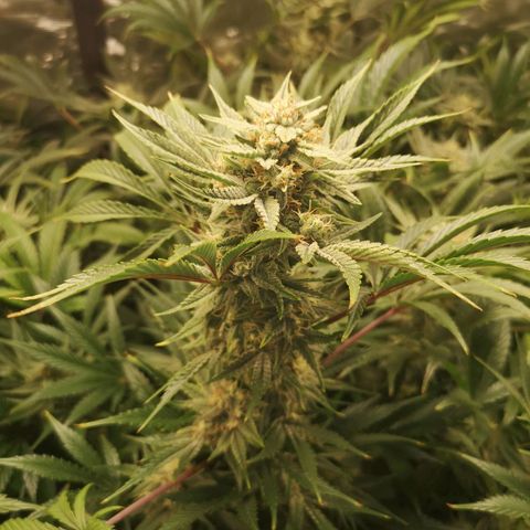 Pluto auto growlog timeline photo