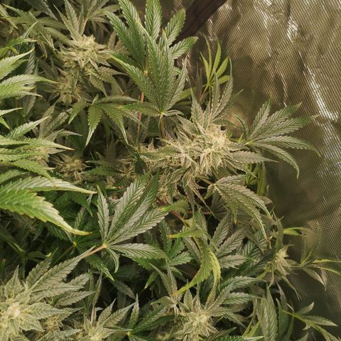 Pluto auto growlog timeline photo