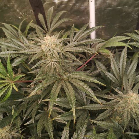 Pina rbx auto growlog timeline photo