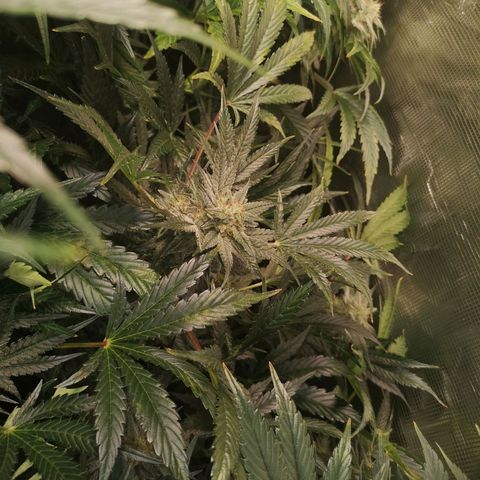 Pina rbx auto growlog timeline photo