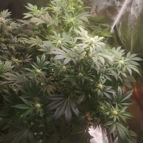 Sour d auto  growlog timeline photo