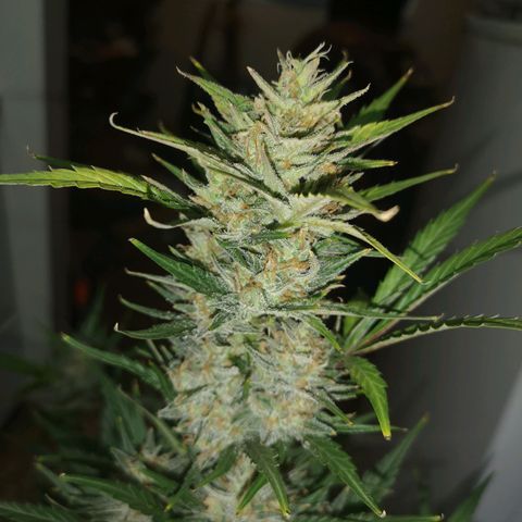 Crystal candy xl auto growlog timeline photo