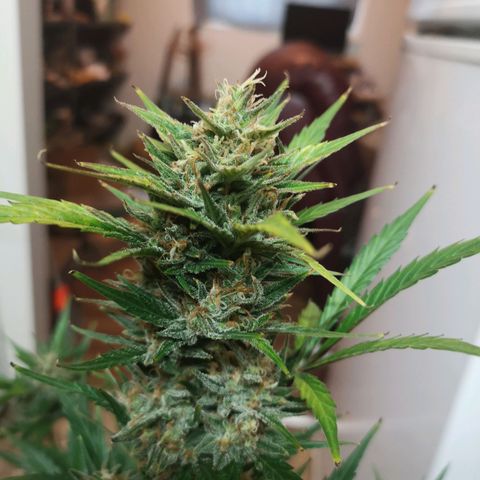 Crystal candy xl auto growlog timeline photo