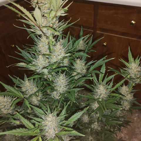 Crystal candy xl auto growlog timeline photo