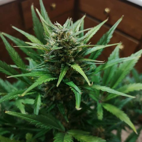 Crystal candy xl auto growlog timeline photo