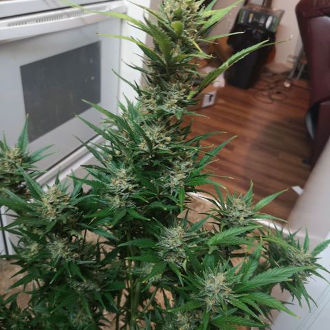 Crystal candy xl auto growlog timeline photo