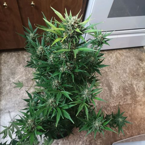 Crystal candy xl auto growlog timeline photo
