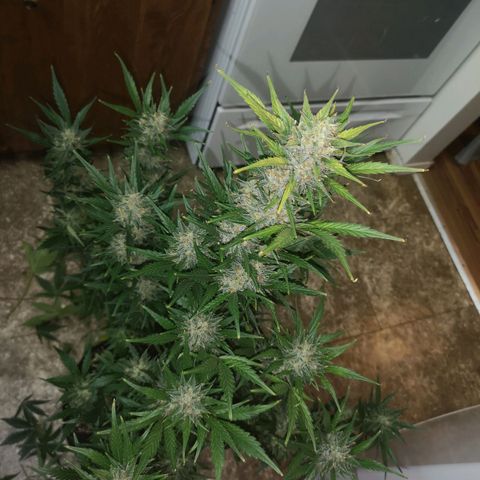 Crystal candy xl auto growlog timeline photo