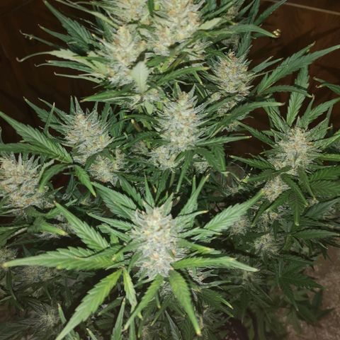 Crystal candy xl auto growlog timeline photo