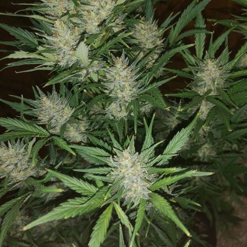 Crystal candy xl auto growlog timeline photo