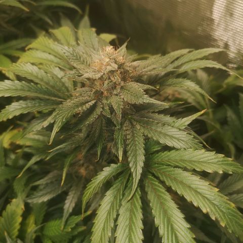 Purple thai auto  growlog timeline photo
