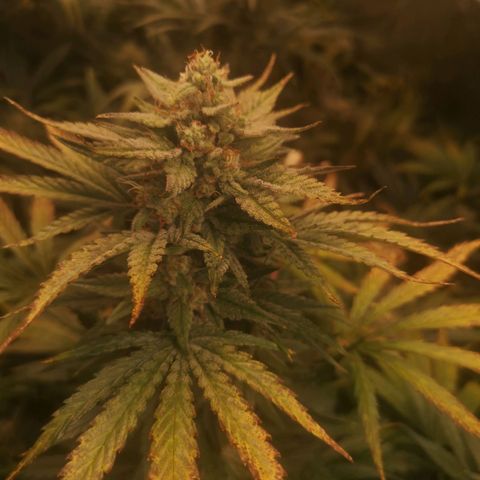 LBCOG auto growlog timeline photo