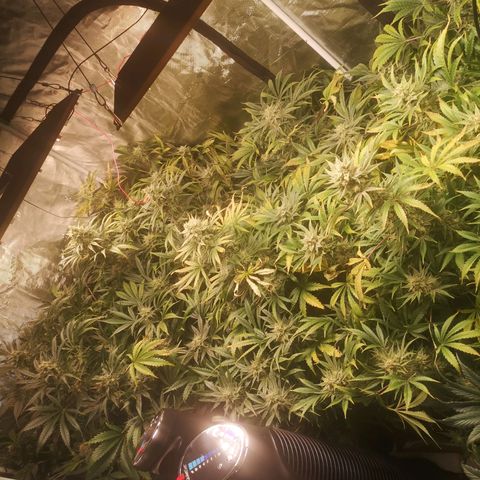 Pluto auto growlog timeline photo