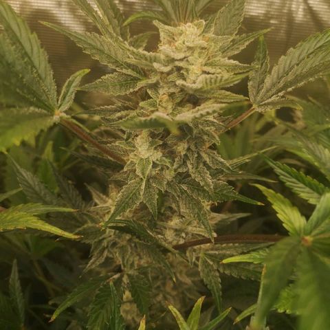 Pluto auto growlog timeline photo