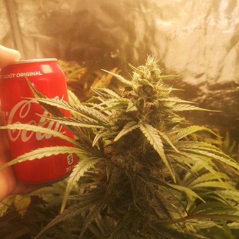 LBCOG auto growlog timeline photo
