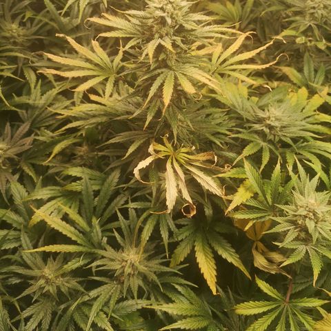LBCOG auto growlog timeline photo