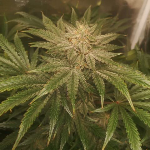 Og kush auto growlog timeline photo