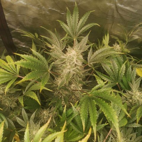 Pluto auto growlog timeline photo