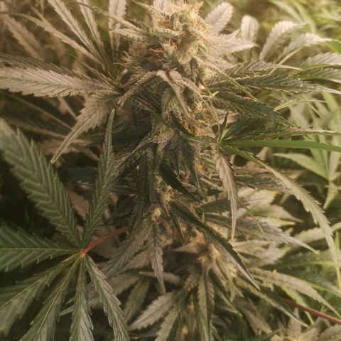 Banana Hammock auto growlog timeline photo