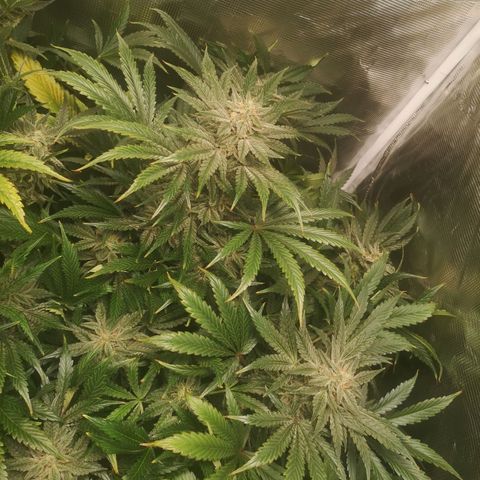 Og kush auto growlog timeline photo
