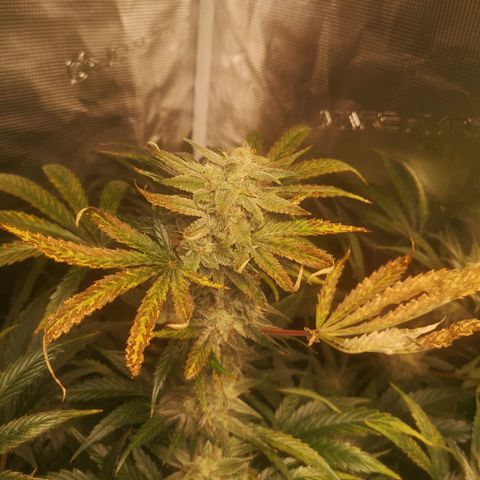 Pina rbx auto growlog timeline photo