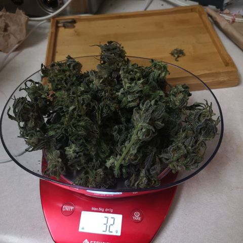 Dark devil auto growlog timeline photo