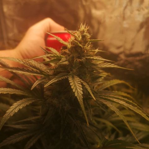 LBCOG auto growlog timeline photo