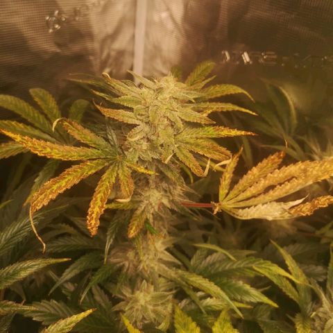 Pina rbx auto growlog timeline photo
