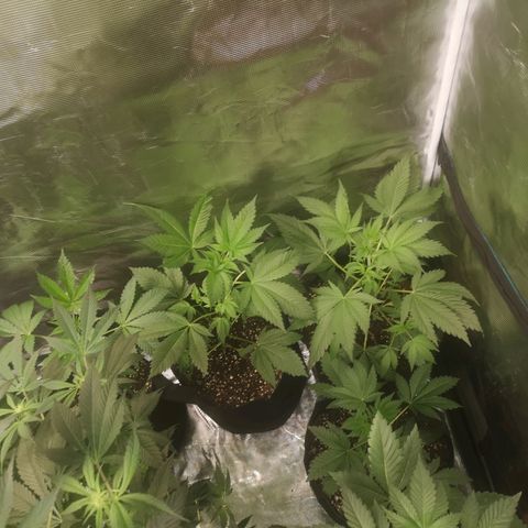Banana daddy growlog timeline photo