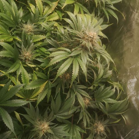 Purple thai auto  growlog timeline photo