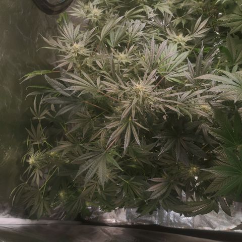 Og kush auto growlog timeline photo
