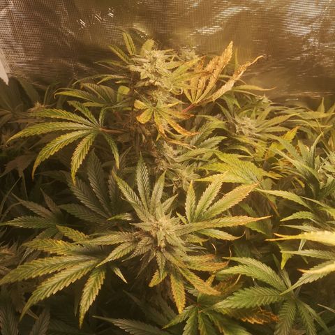 Pina rbx auto growlog timeline photo