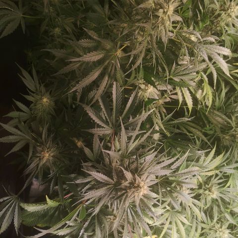 Banana Hammock auto growlog timeline photo