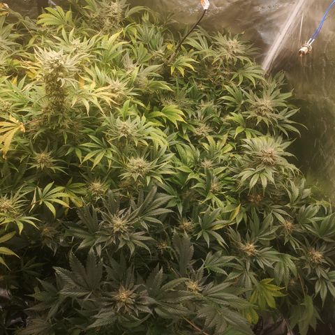 Pluto auto growlog timeline photo