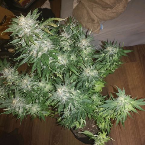 Purple thai auto  growlog timeline photo
