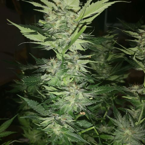 Purple thai auto  growlog timeline photo