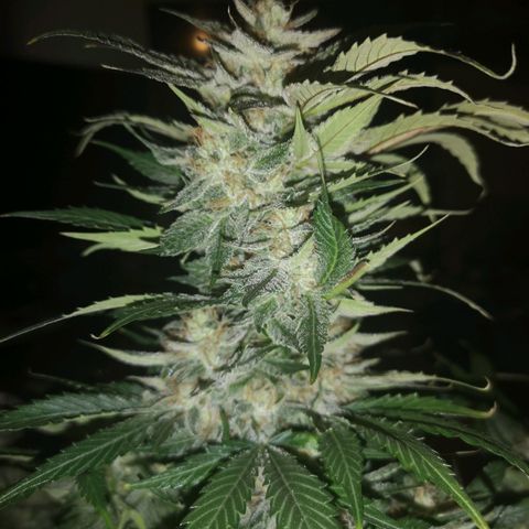 Purple thai auto  growlog timeline photo
