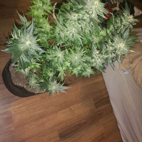 Purple thai auto  growlog timeline photo