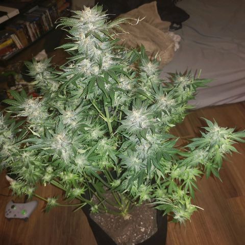 Purple thai auto  growlog timeline photo