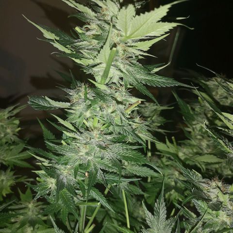 Purple thai auto  growlog timeline photo