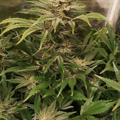 Og kush auto growlog timeline photo