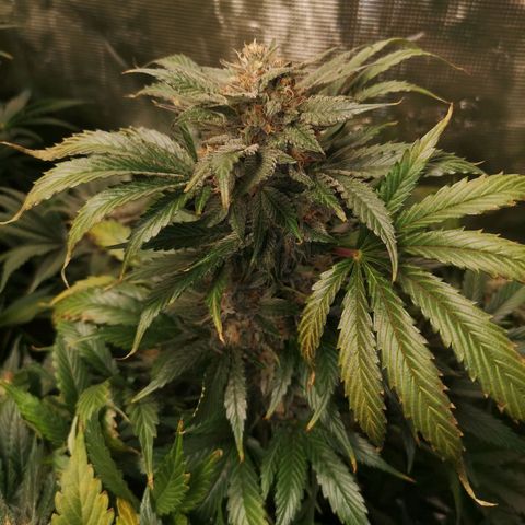 Purple thai auto  growlog timeline photo