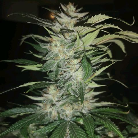 Purple thai auto  growlog timeline photo