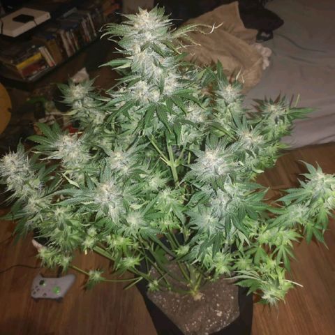 Purple thai auto  growlog timeline photo