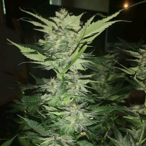 Purple thai auto  growlog timeline photo