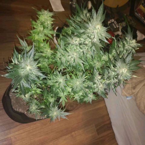 Purple thai auto  growlog timeline photo